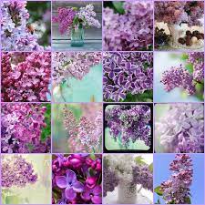 Beautiful Lilacs Lilac Flowers Beautiful Flowers Flower Arrangements