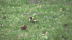 Startseite › garten › gartengestaltung › feuerstelle im garten anlegen: Grunspecht Im Garten Youtube