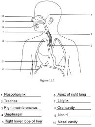 Unlabeled Diagram Of The Digestive System Koibana Info Human Respiratory System Respiratory System Anatomy Human Anatomy And Physiology