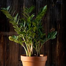Image result for Zamiokulkas Zamioculcas
