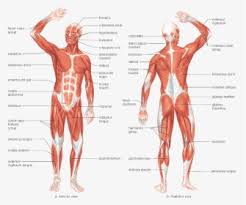 Characteristic of the vertebrate form, the human body has an internal skeleton with a backbone, and, as with the mammalian form, it has hair and mammary glands. Muscular Muscle System In Human Body Hd Png Download Transparent Png Image Pngitem