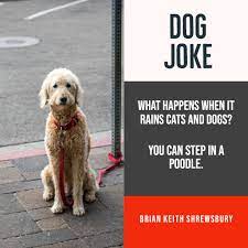 Dog Joke Dog Jokes Raining Cats And Dogs Dog Cat