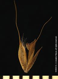 Image result for Chloris gayana