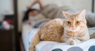 See more ideas about panic anxiety, understanding anxiety, how to treat anxiety. Why Is My Cat Peeing On The Bed Causes And Solutions