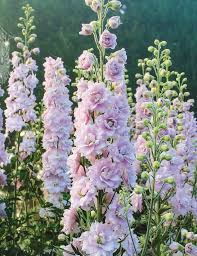 50 Seed Unique Baby Pink Blooms Larkspur Seed In 2021 Flower Garden Delphinium Shade Garden