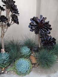 Foundation Design Los Angeles Modern Landscape Design Dark Fridays Aeonium Arboreum Zwartkop Succulent Landscaping Succulent Landscape Design Succulents