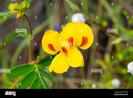 Image result for Smithia