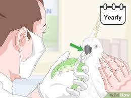 How To Take Care Of Cockatoos (With Pictures) - Wikihow