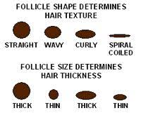 Shampoo Condition By Number No Thanks Thick Hair Styles Curly Vs Straight Hair Textured Hair