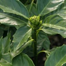 Image result for Cussonia natalensis