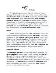 Mollusk Lesson Plans Worksheets Lesson Planet