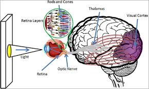 Image result for human sight