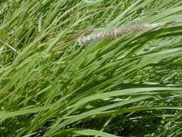 Image result for Cenchrus ciliaris