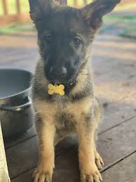 Beautiful coats, disposition, and conformation. German Shepherd Puppies For Sale Grand Blanc Mi 313009