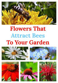 Maybe you would like to learn more about one of these? Choosing Flowers That Attract Bees To Your Garden Attracting Bees Pollinator Garden Design Bee Friendly Garden
