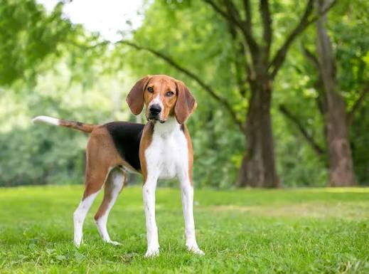 Foxhound English Fox Hunting Dogs Dog Breed Dog V Fox Fox Hound British Hunting Dog Breeds