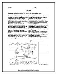 Integumentary System Skin Diagram To Label In 2020 Integumentary System Skin Anatomy Anatomy