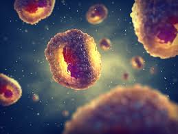 Image result for Chlamydia Trachomatis