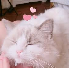 Gratis apakah anda mencari gambar transparan logo, kaligrafi, siluet di unicorn, gambar, lukisan? Pin Oleh Aide Ayala Di M E O W Anak Binatang Gambar Hewan Lucu Kucing Lucu