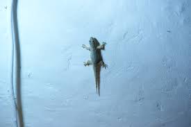 Check spelling or type a new query. Cicak Cicak Di Dinding Heri Setia Wardoyo Flickr