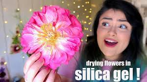 Maybe you would like to learn more about one of these? Drying Real Flowers In Silica Gel Youtube