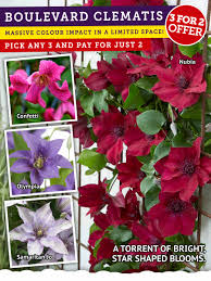Check spelling or type a new query. Yougarden Com 3 For 2 Boulevard Patio Clematis Milled