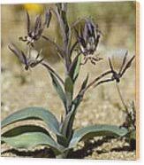 Image result for Ornithoglossum
