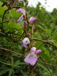 Image result for Canavalia ensiformis