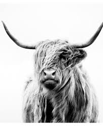 Black And White Bull Canvas Portrait Of A Highland Cow Landscape Format Ipad Case Skin By Dorit Fuhg Highland Cow Art Cow Canvas Highland Cow Canvas