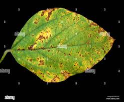 Image result for Pseudomonas syringae