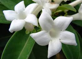 Per i mini bouquets segnaposto ho utilizzato questi fantastici fiori naturali ed essiccati di sanremo.tra le altre cose sono profumatissimi! Fiori Bianchi Nomi Caratteristiche Origine Immagini Dettagliate