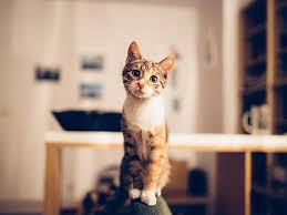 Kedi Egitmekle Ilgili Bildiginiz Her Seyi Unutun Uzmanlara Gore Hepsi Yanlis Independent Turkce