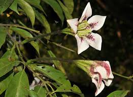Image result for Rothmannia longiflora