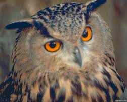 Mustafa Yigit Adli Kullanicinin Owl Panosundaki Pin Baykus Owl Kus