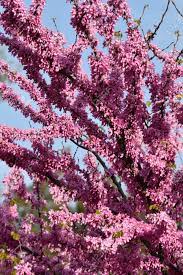 The name redbud come from its inner bark that bears a reddish color. Mexican Redbud Tree Springtime Blossoms Stock Photo Picture And Royalty Free Image Image 123001275