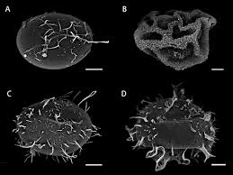 Image result for Lomariopsis warneckei