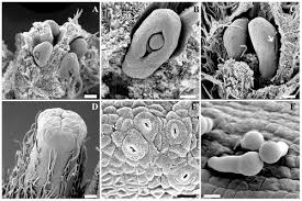 Image result for Bersama swynnertonii