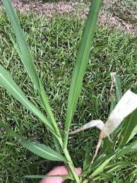 Pour the herbicide into a rope wick applicator. Help Identify This Weed Lawnsite Is The Largest And Most Active Online Forum Serving Green Industry Professionals