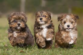 International puppy day 2021 images. Puppy Love It S National Puppy Day Photos Abc News
