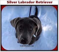 As adoption fees cover just a fraction of the veterinary costs incurred, it is only with your help that the rescue can continue its lifesaving work for nearly 1,000 labs each year. Silver Labrador Retriever Lab Puppies Silver Lab Puppy Training 2021