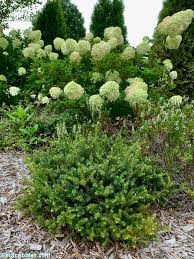 Check spelling or type a new query. Little Lime Hydrangea Your Ultimate Guide Garden Sanity By Pet Scribbles
