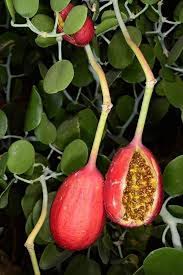 Image result for Capparis cartilaginea