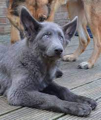 Powder Blue German Shepherd Google Search Shepherd Puppies Blue German Shepherd Dog Breeds
