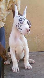 Harlequin Great Dane Puppies Harlequin Great Dane Puppies For Sale In Bangalore Harlequin Great Dane Puppy Dane Puppies Great Dane Dogs