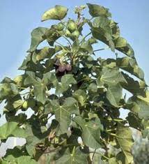 Pertama rebus daun jarak terlebih dahulu dengan air mendidih, setelah itu minum air rebusan daun jarak tadi untuk mengobati masalah sembelit. Khasiat Dan Manfaat Daun Jarak Bagi Kesehatan Bibit Online