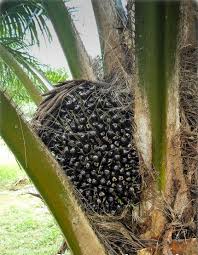 Image result for Elaeis guineensis