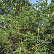 Image result for Erythrina madagascariensis