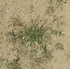 Image result for Eragrostis minor