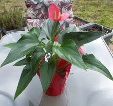 We did not find results for: Anthurium Finally A Flowering Indoor Plant That Loves Low Light Indoor Plants Plants Indoor Flowers