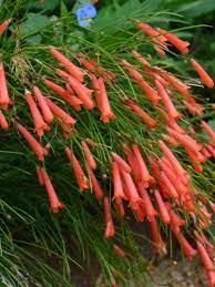 Red Firecracker Fern Firecracker Plant Coral Fountain Russelia Equisetiformis R Juncea 1 Hummingbird Plants Plants Russelia Equisetiformis
